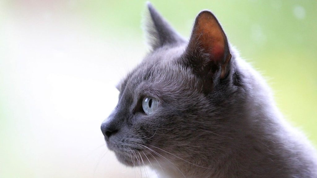 Conoce algunos de los mitos mas comunes sobre la adopcion de gatos. Foto Uschi Dugulin en Pixabay