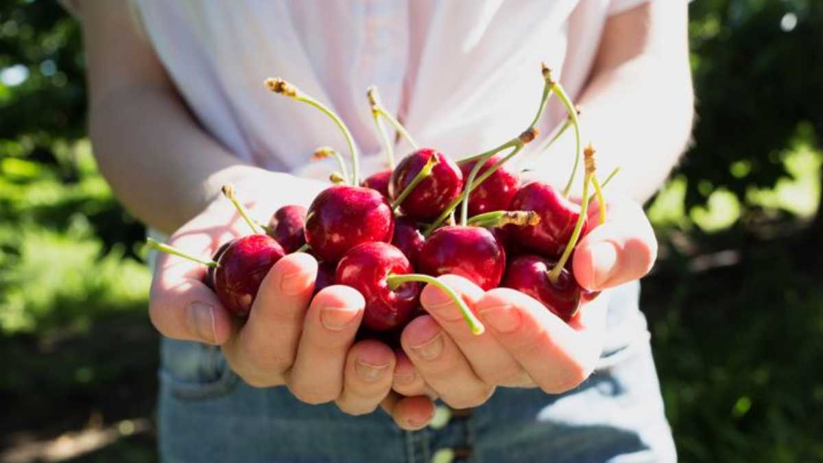 6 beneficios comer cerezas que seguro no conocías 